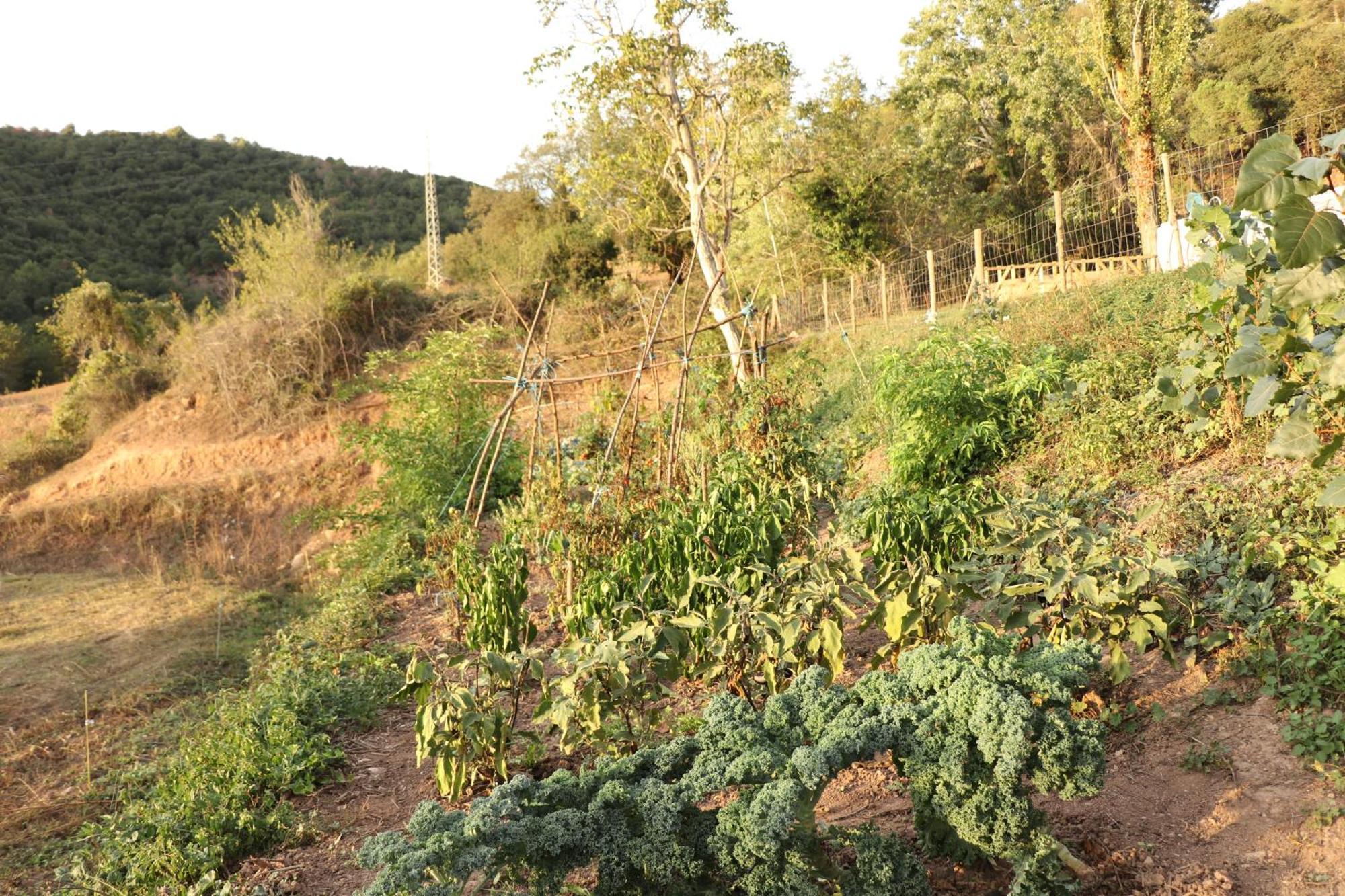 MoiaMas Cal Gira公寓 外观 照片